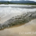 crocodile_american_tar_h_1141_cos2089.jpg